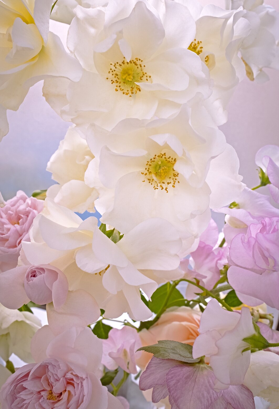 Flowers noon #06
