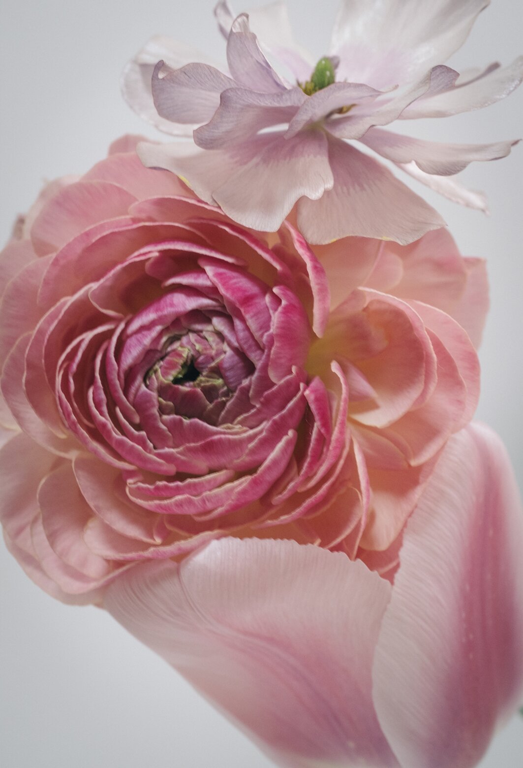 Flowers Well-Tempered #101