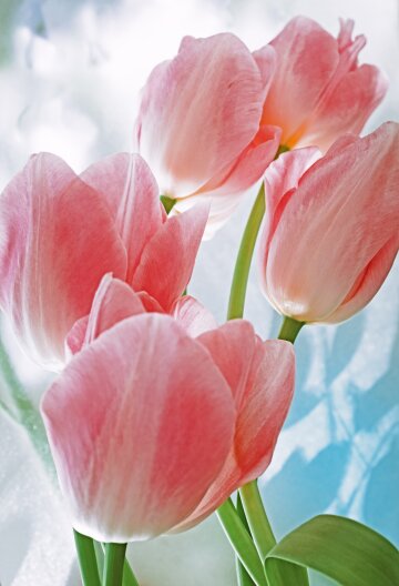 Flowers Well-Tempered #117