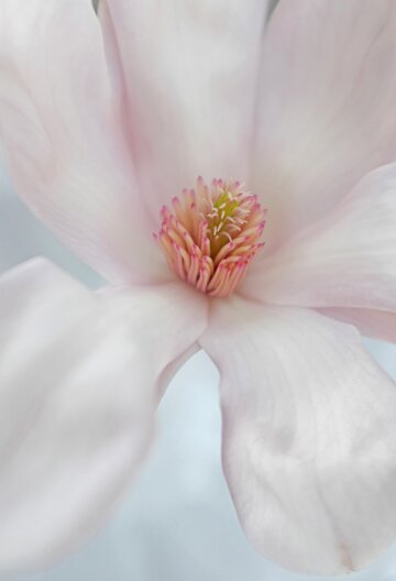 Untitled Magnolia #01