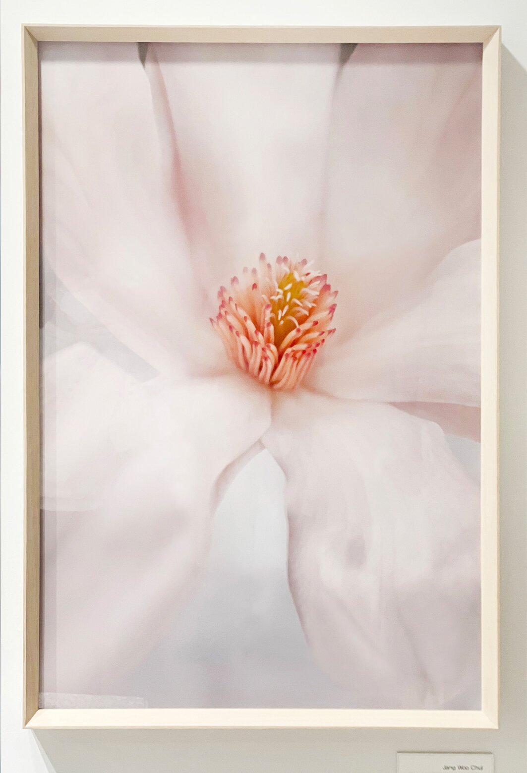 Untitled Magnolia #01