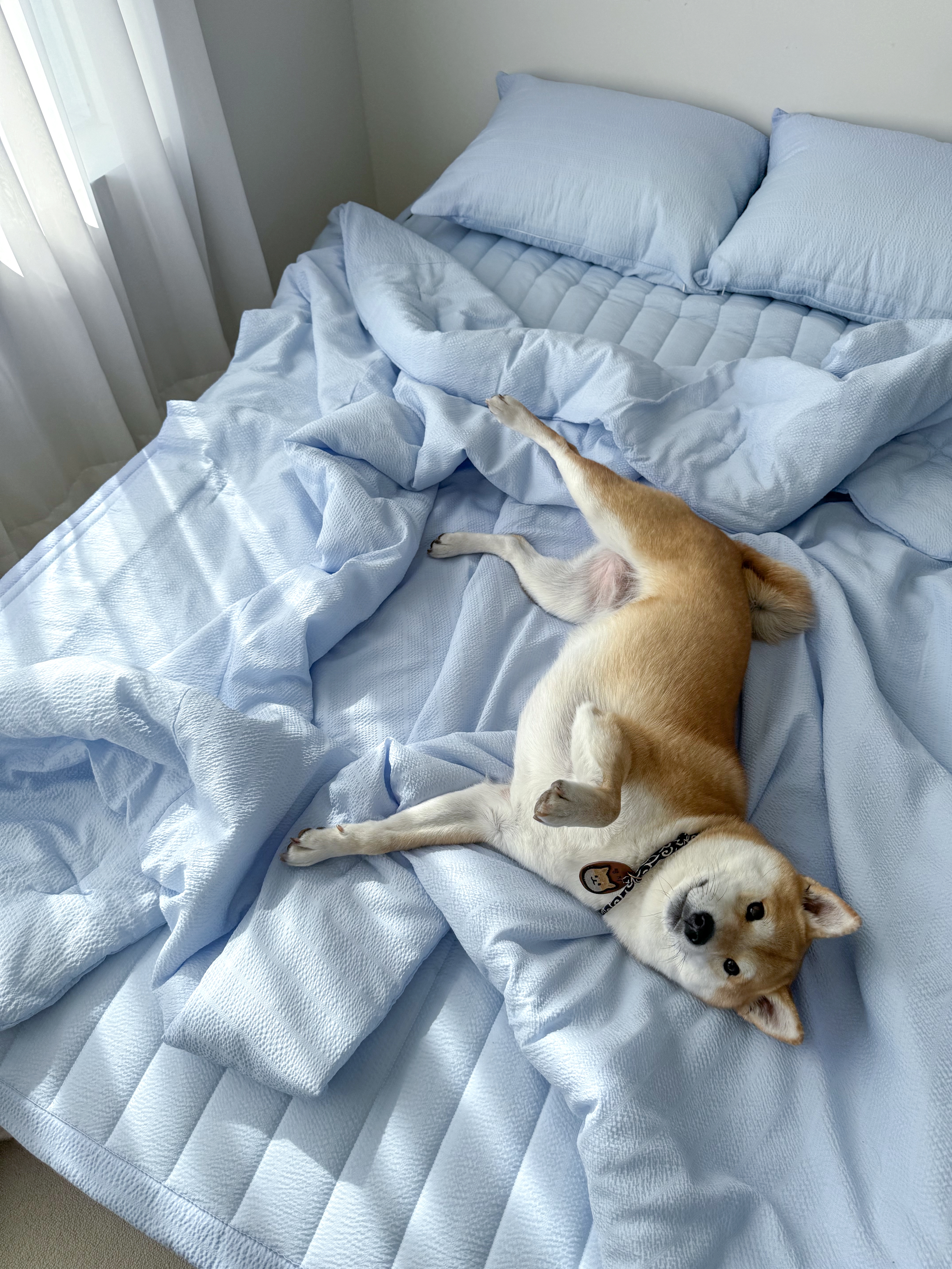 위드펫 뱀부시어서커 냉감이불 세트 5colors(SS/Q)