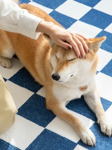 체커보드 단모 체크 카페트 3colors 4size