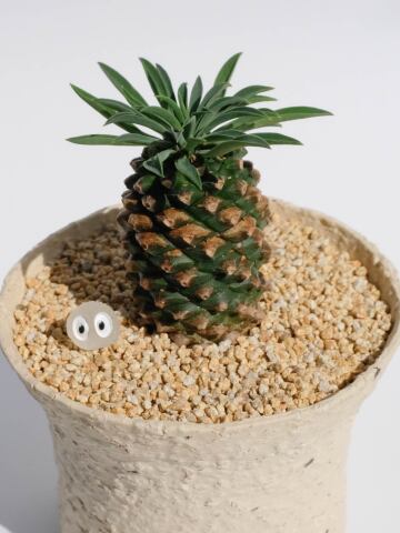 파인애플 선인장 괴마옥 + 자근팟 세트